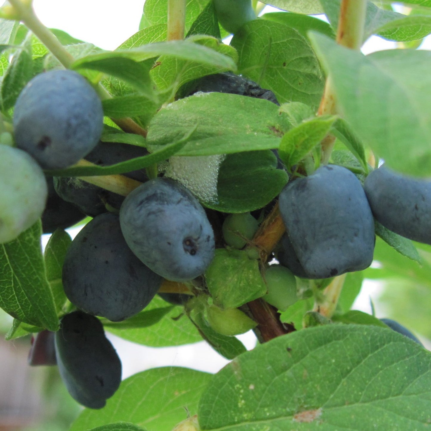 Honeyberry Boreal Beauty