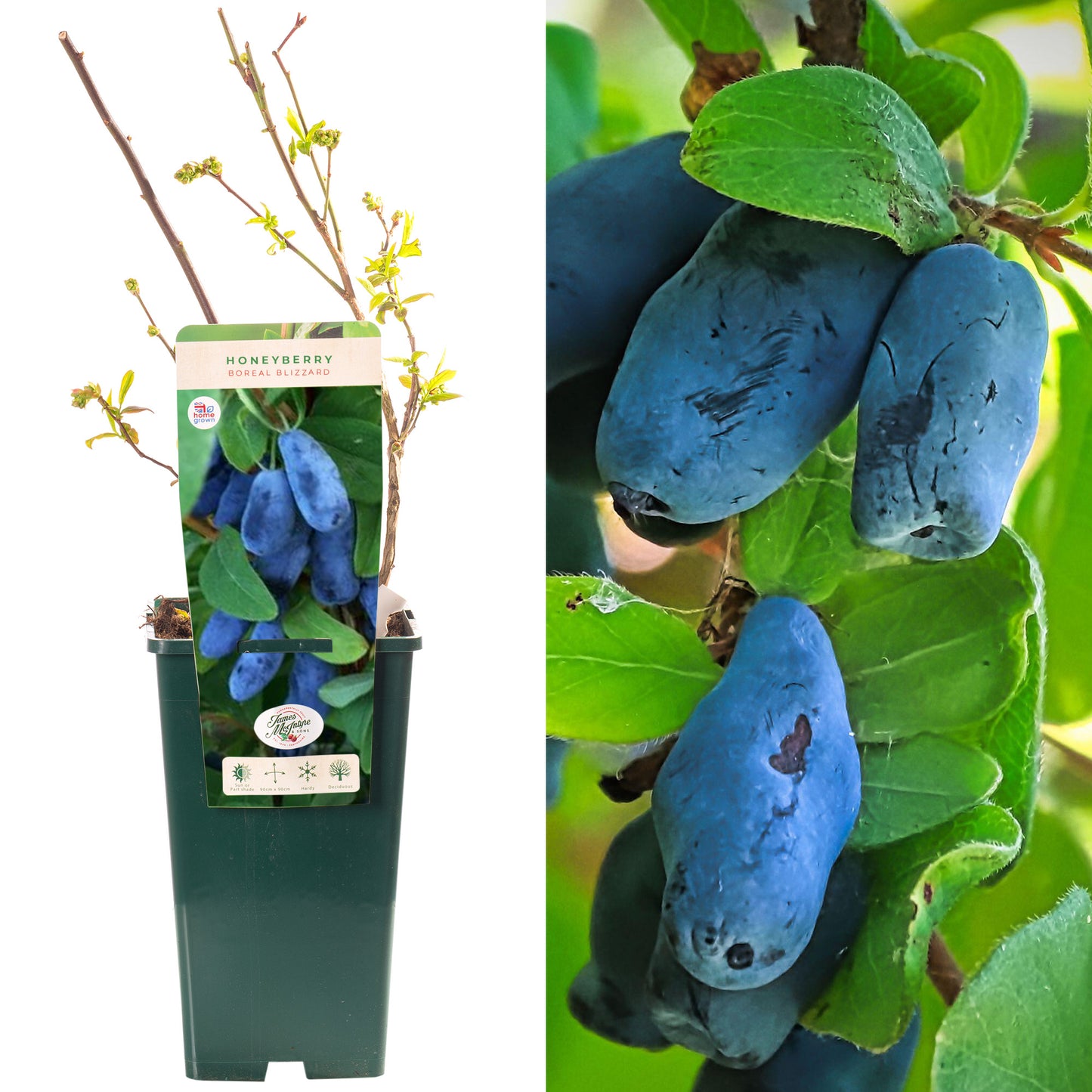 Honeyberry Boreal Blizzard