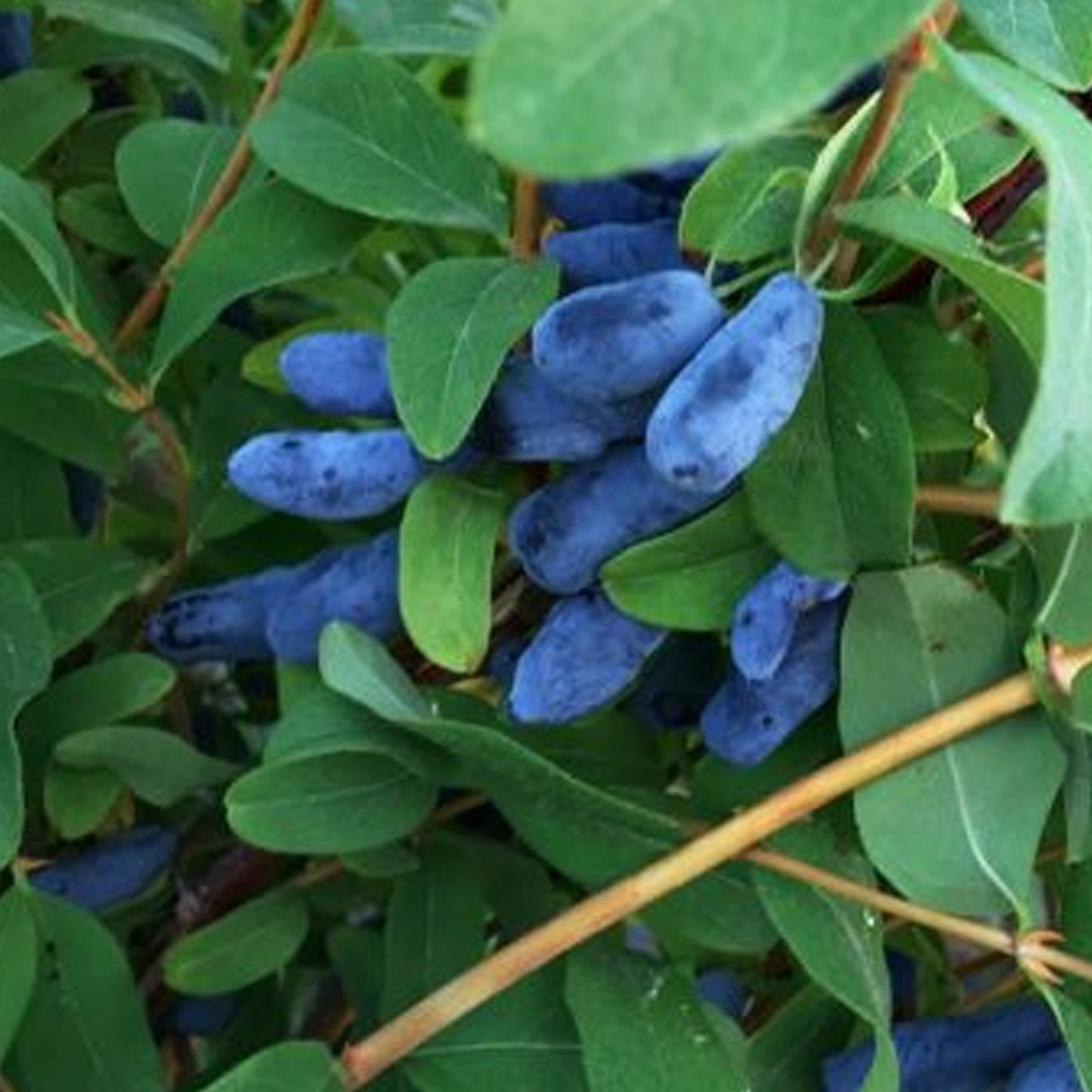 Honeyberry Boreal Blizzard