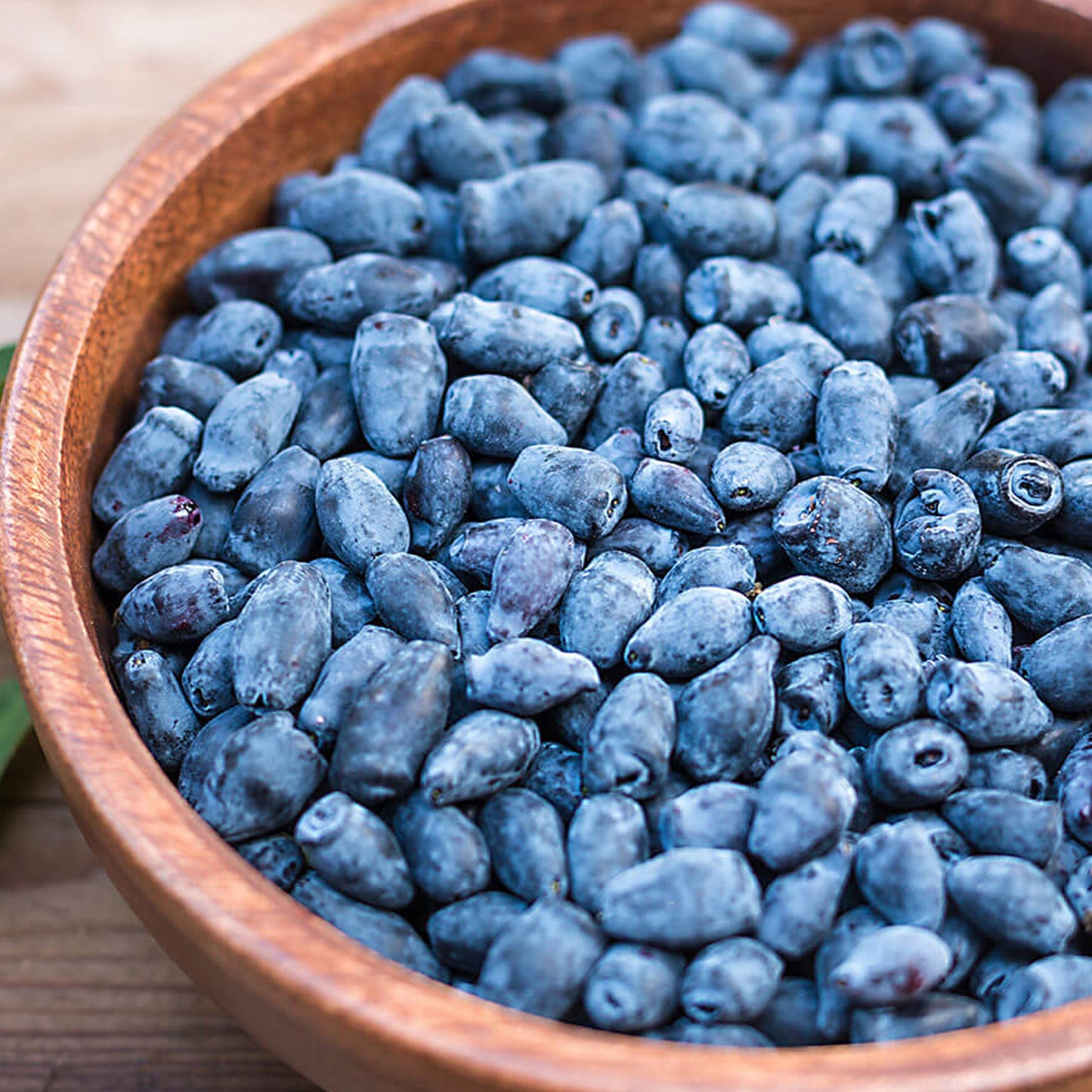 Honeyberry Boreal Blizzard