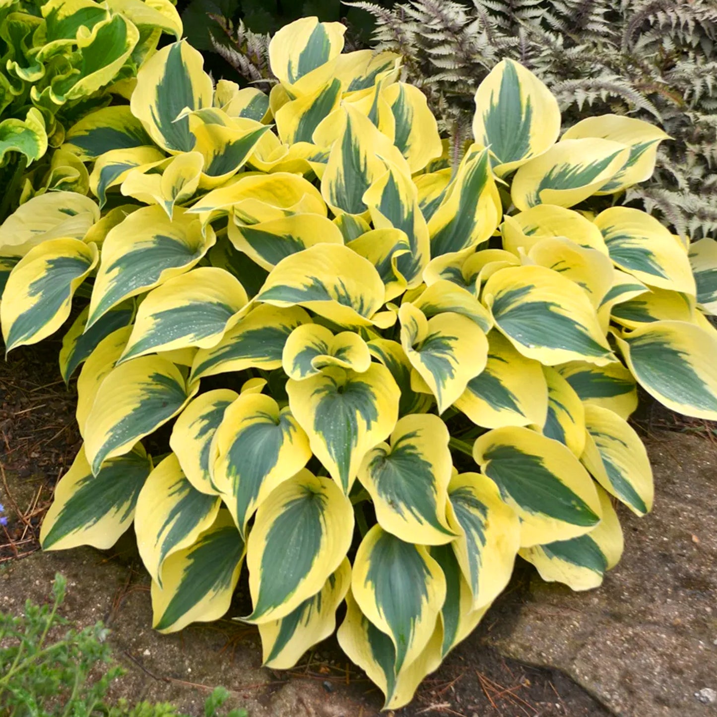 Hosta Autumn Frost