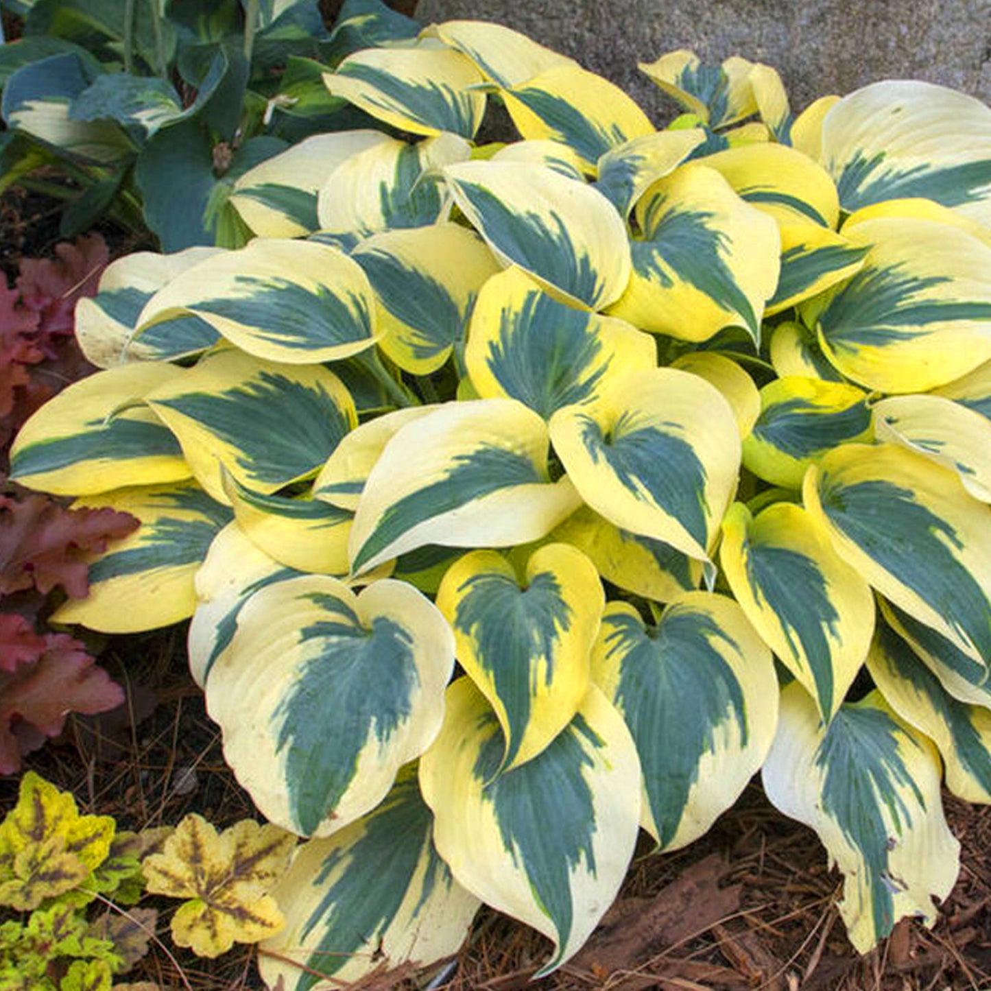 Hosta Autumn Frost