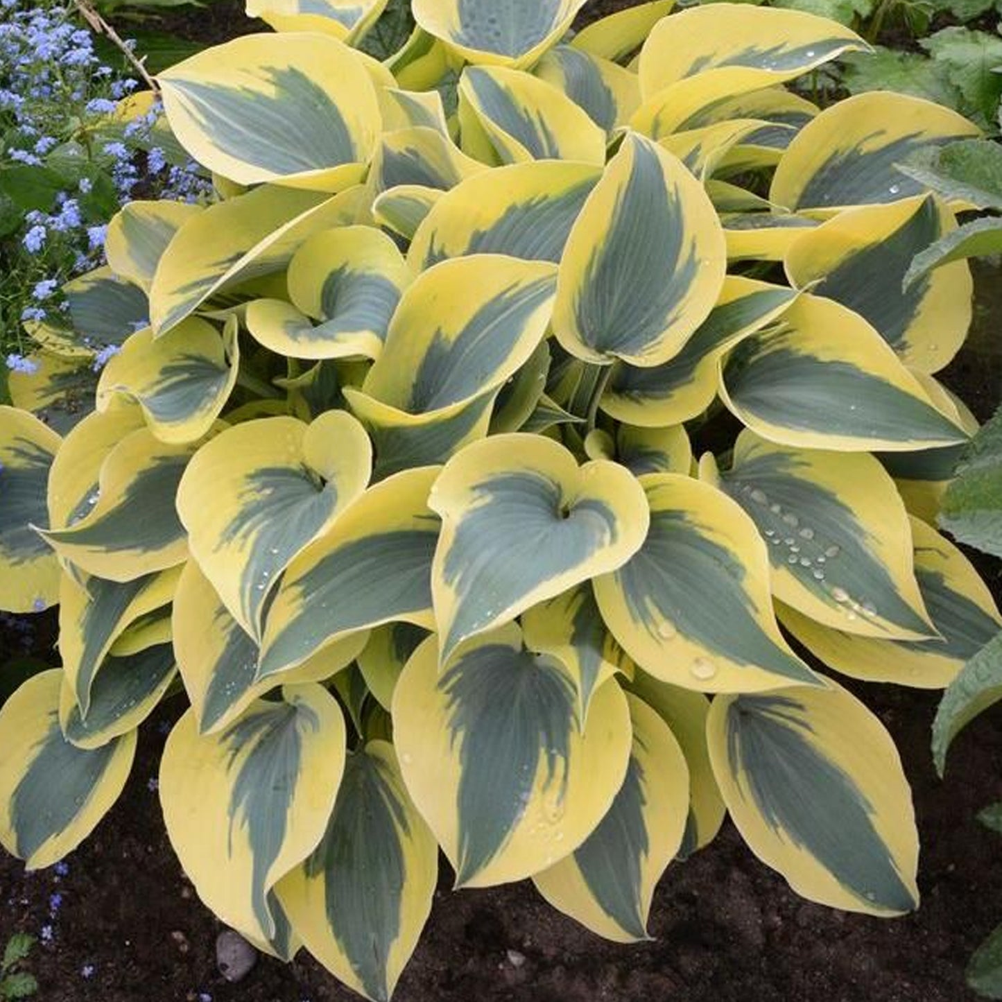 Hosta Autumn Frost