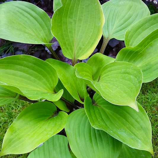 Hosta Purple Heart
