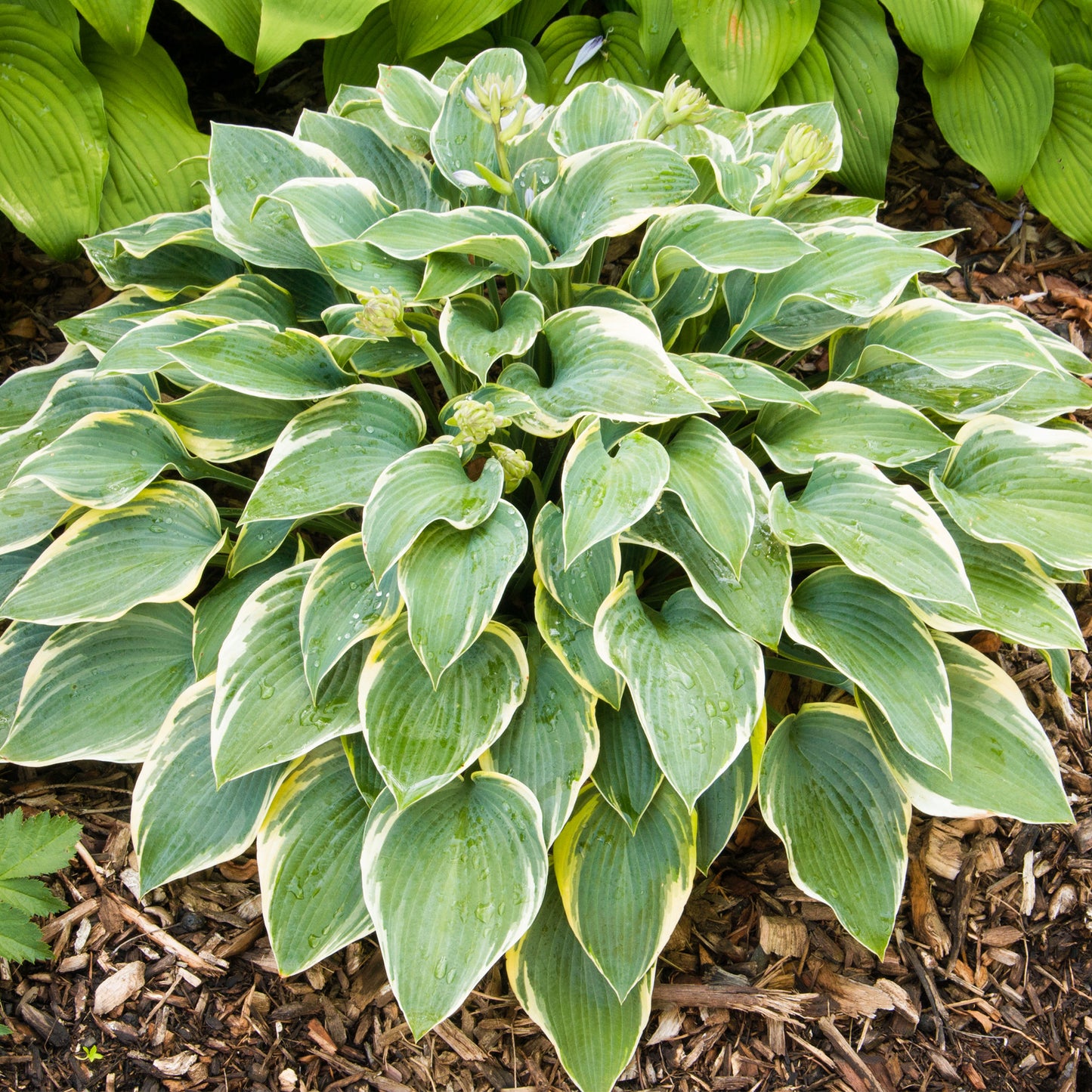 Hosta First Frost