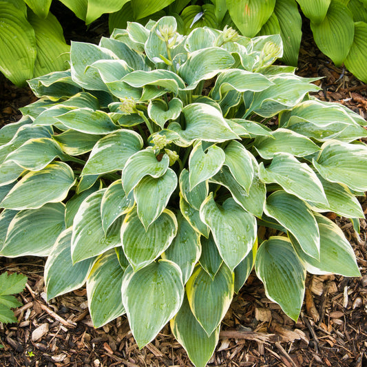 Hosta First Frost