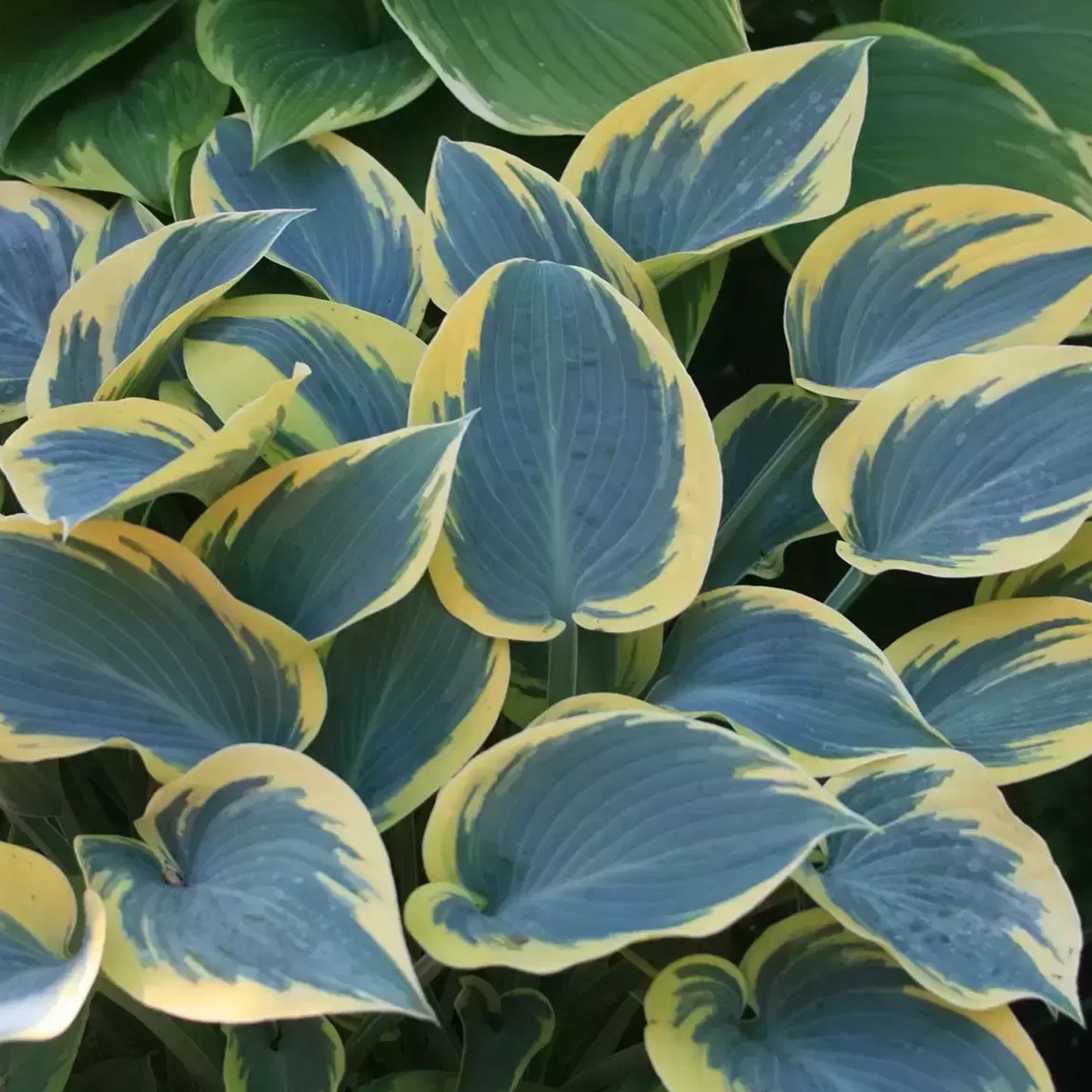 Hosta First Frost