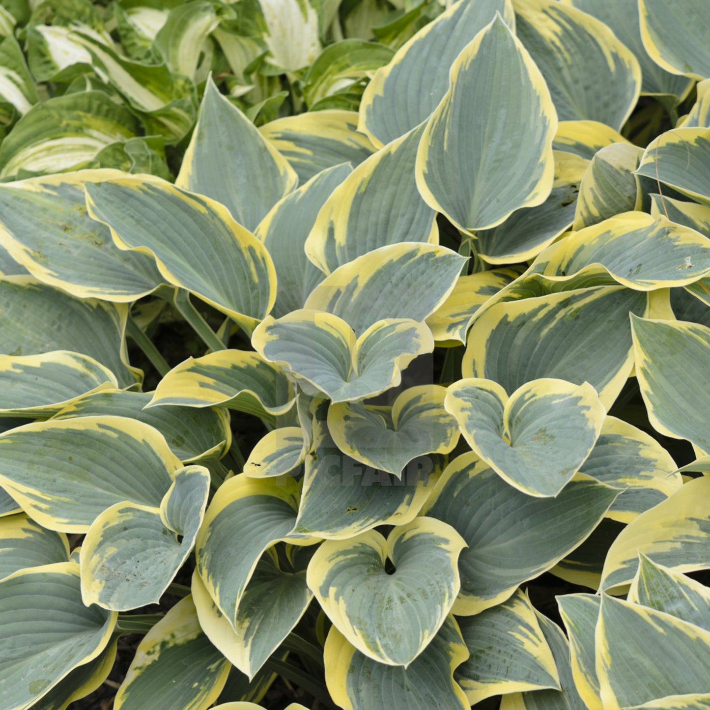 Hosta First Frost