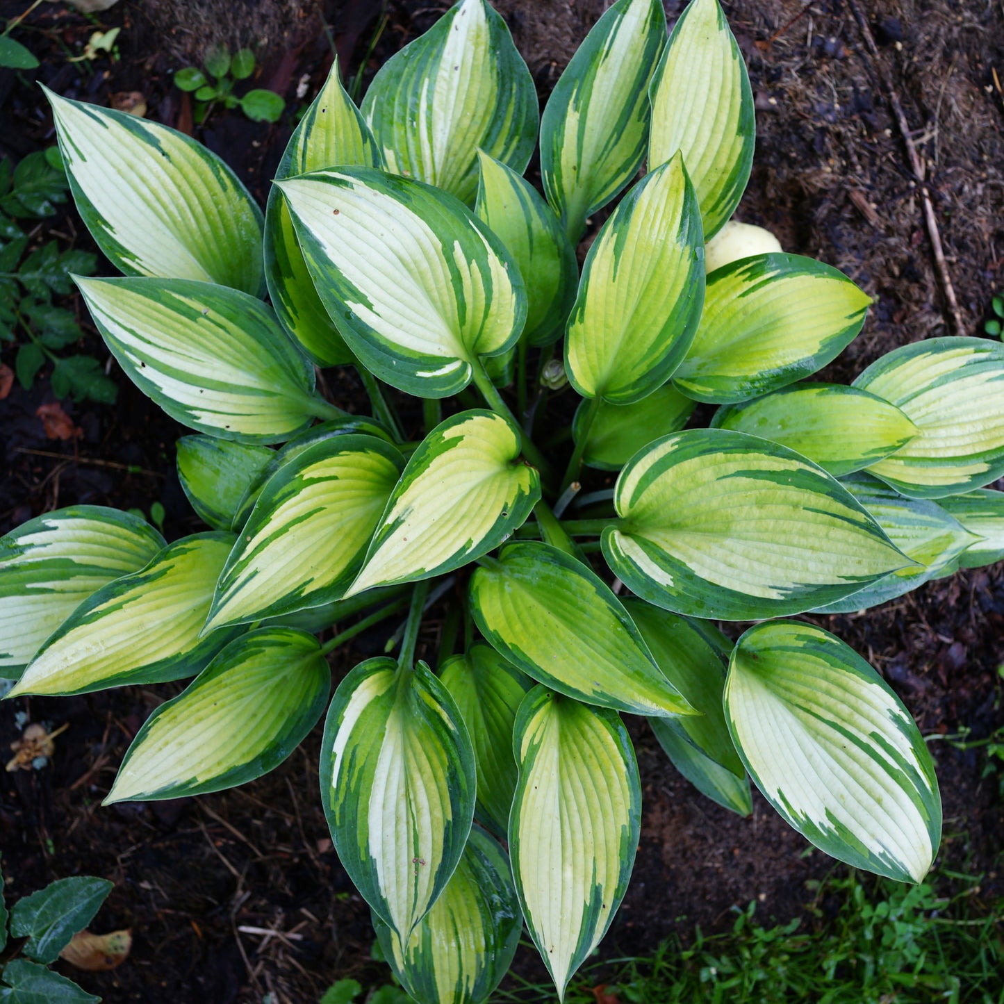 Hosta June