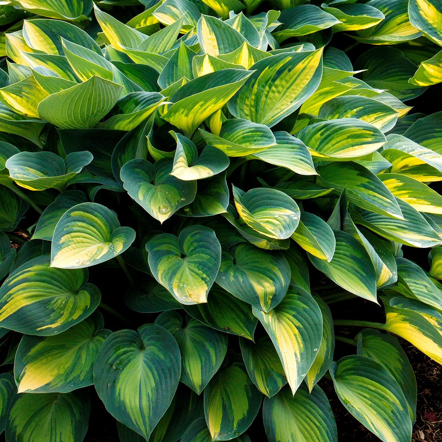 Hosta June