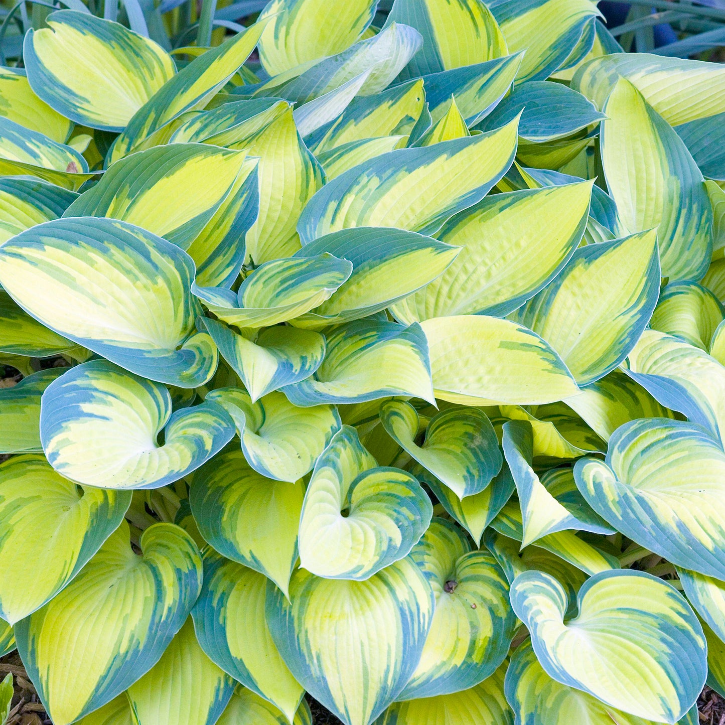 Hosta June