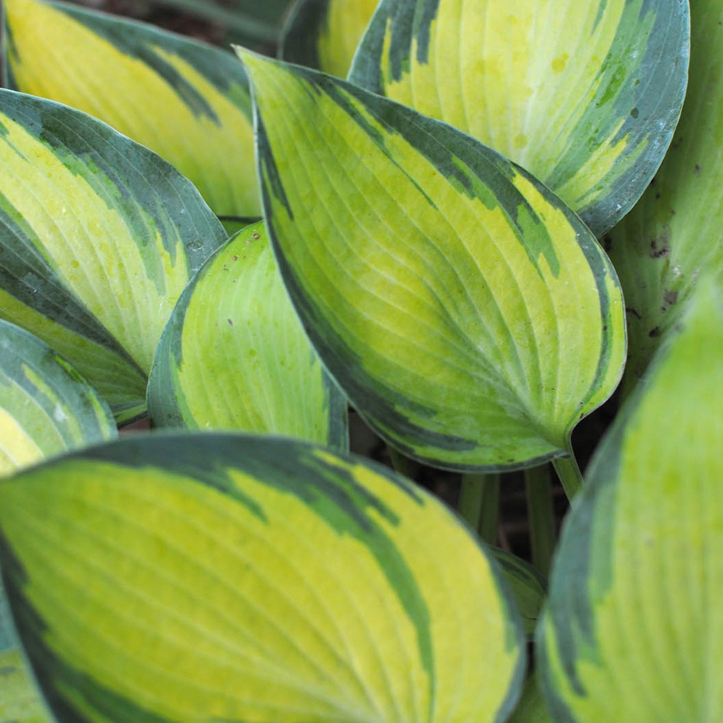 Hosta June
