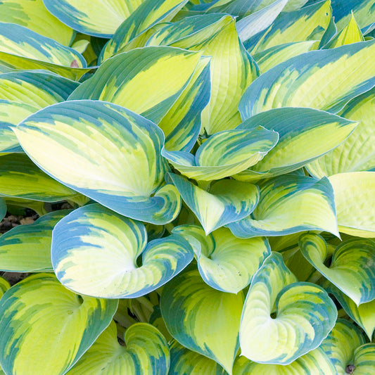 Hosta June