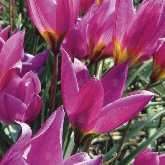 Tulips Humilis Helene -MASTER-