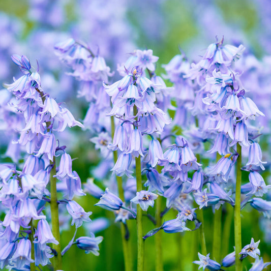 Hyacinthoides Hispanica Blue -MASTER-