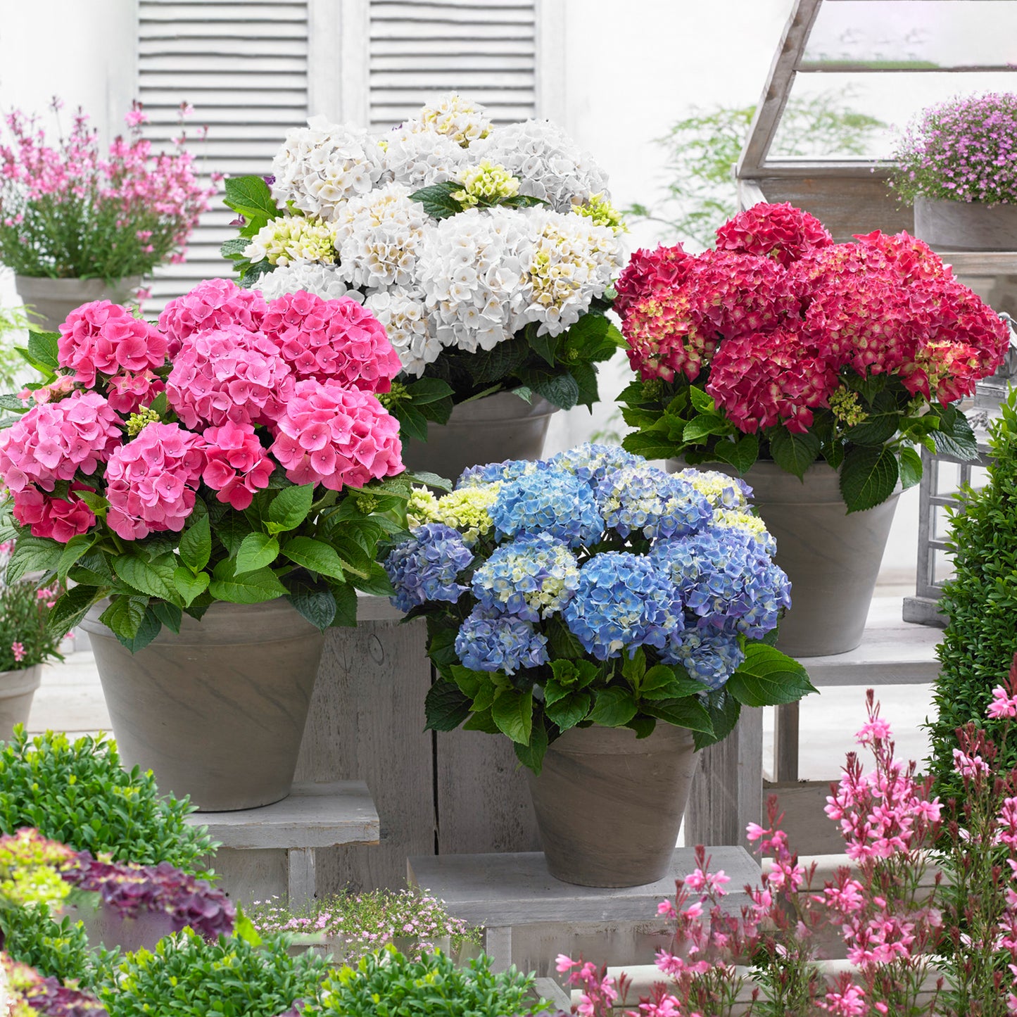 Hydrangea Mix