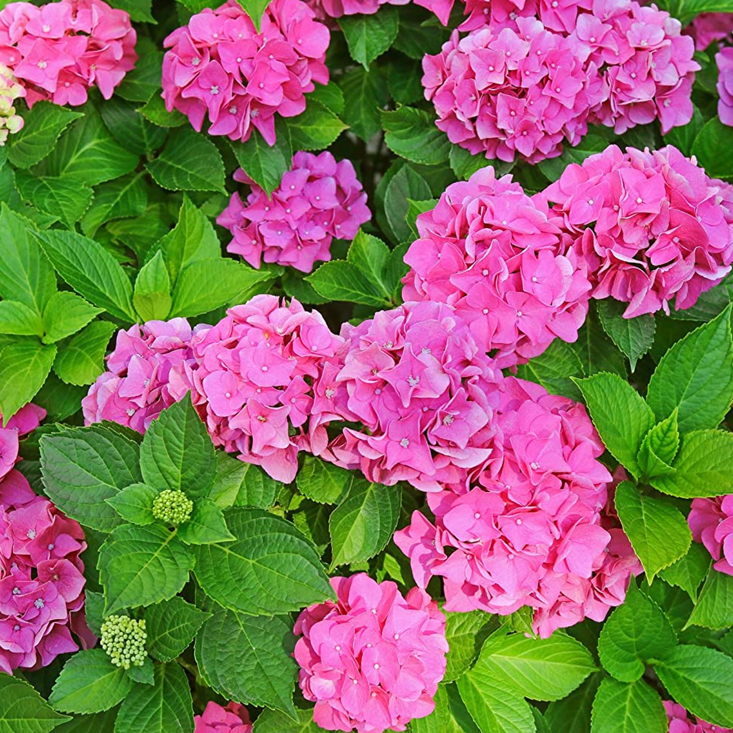 Hydrangea Alpenglühen