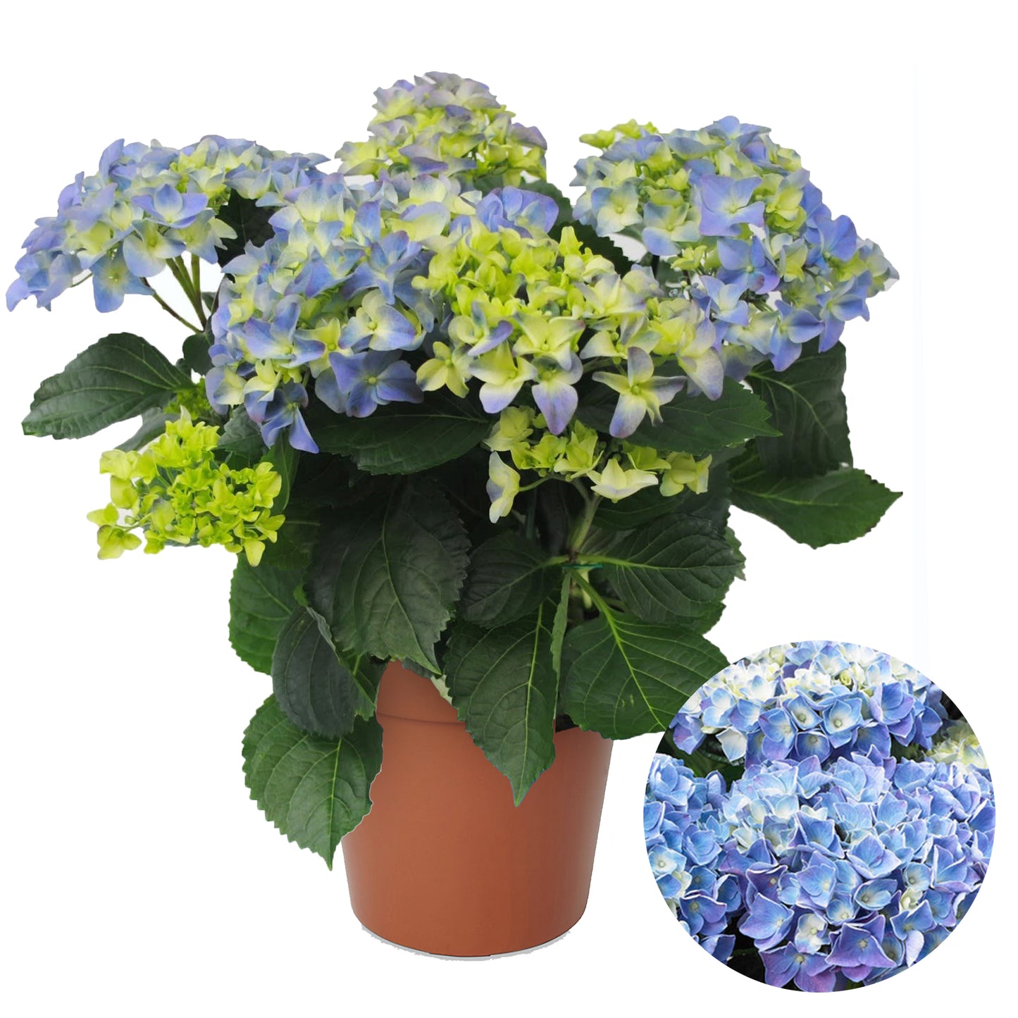 Hydrangea Mix