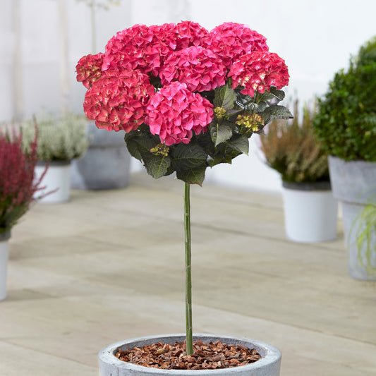 Hydrangea Dark Angel Patio Tree