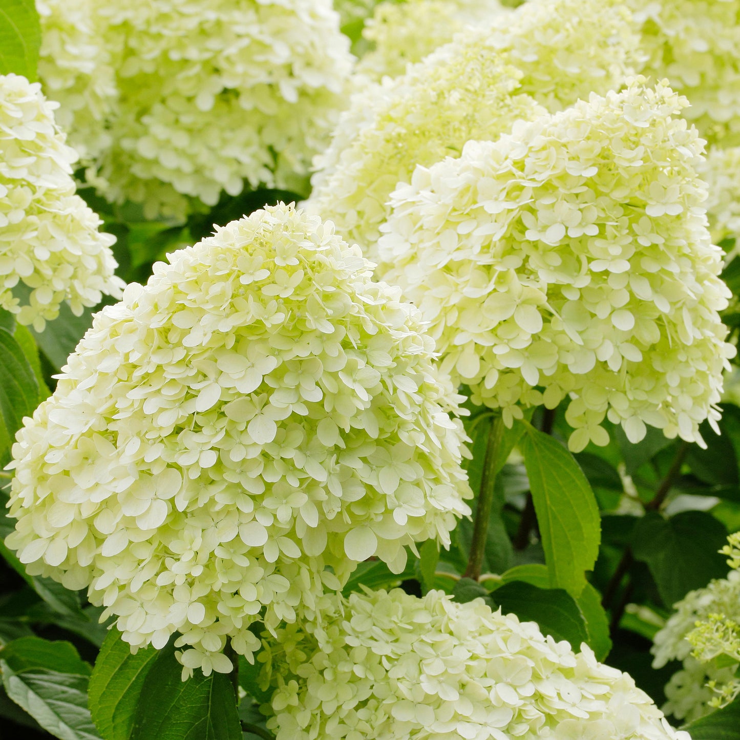 35-50cm (Incl. Pot)