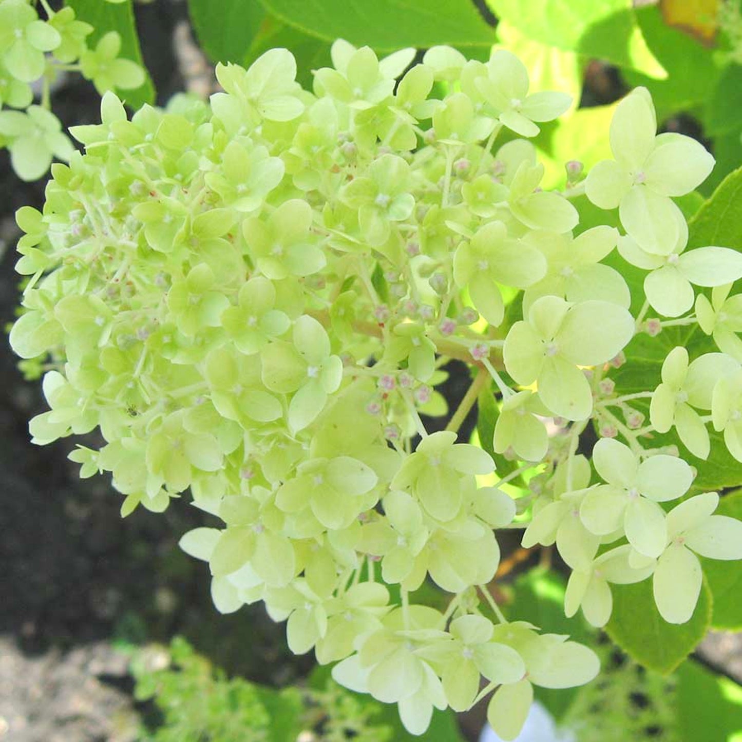 Hydrangea Limelight