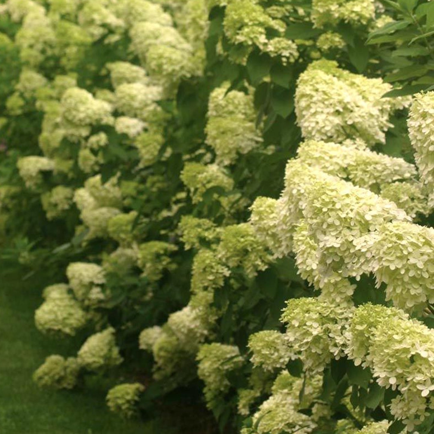 Hydrangea Limelight