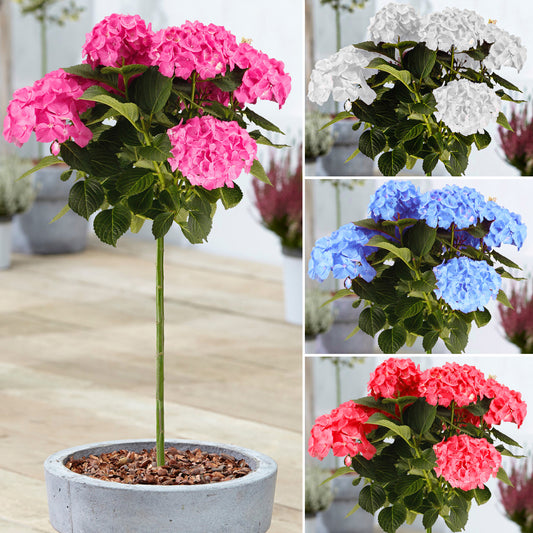 Hydrangea Macrophylla Patio Tree