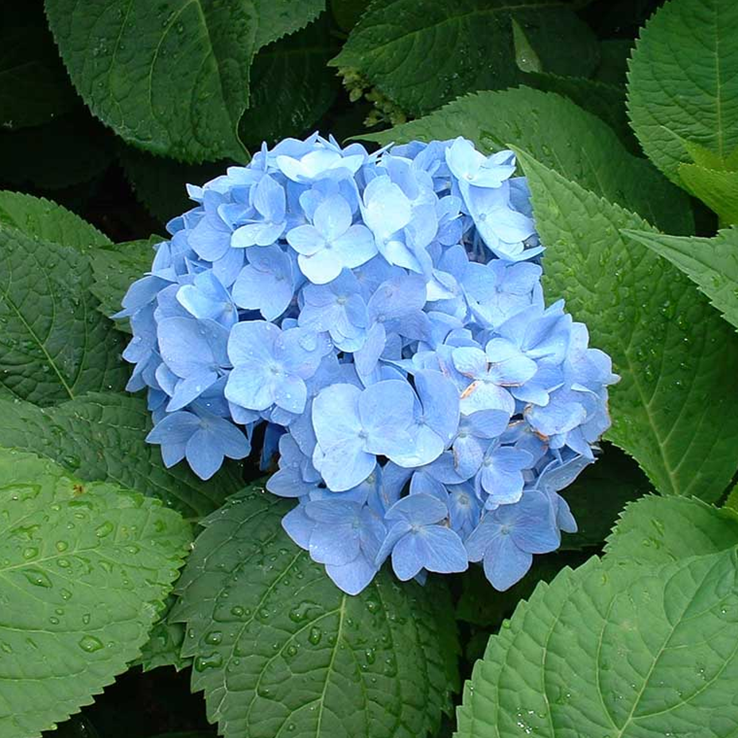 Hydrangea Nikko Blue