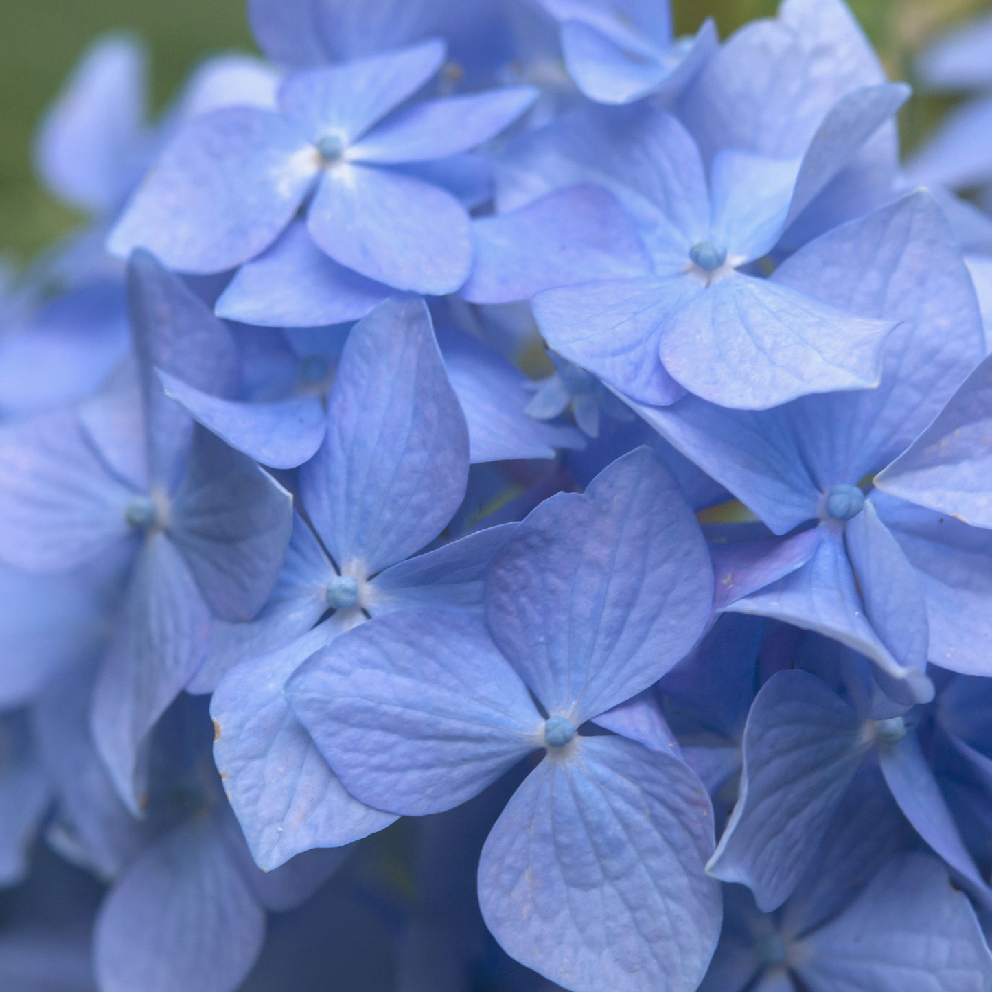 Hydrangea Nikko Blue