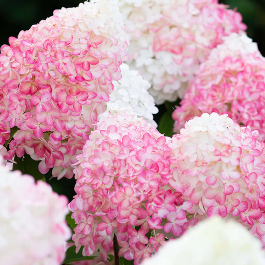 Hydrangea Pink & Rose