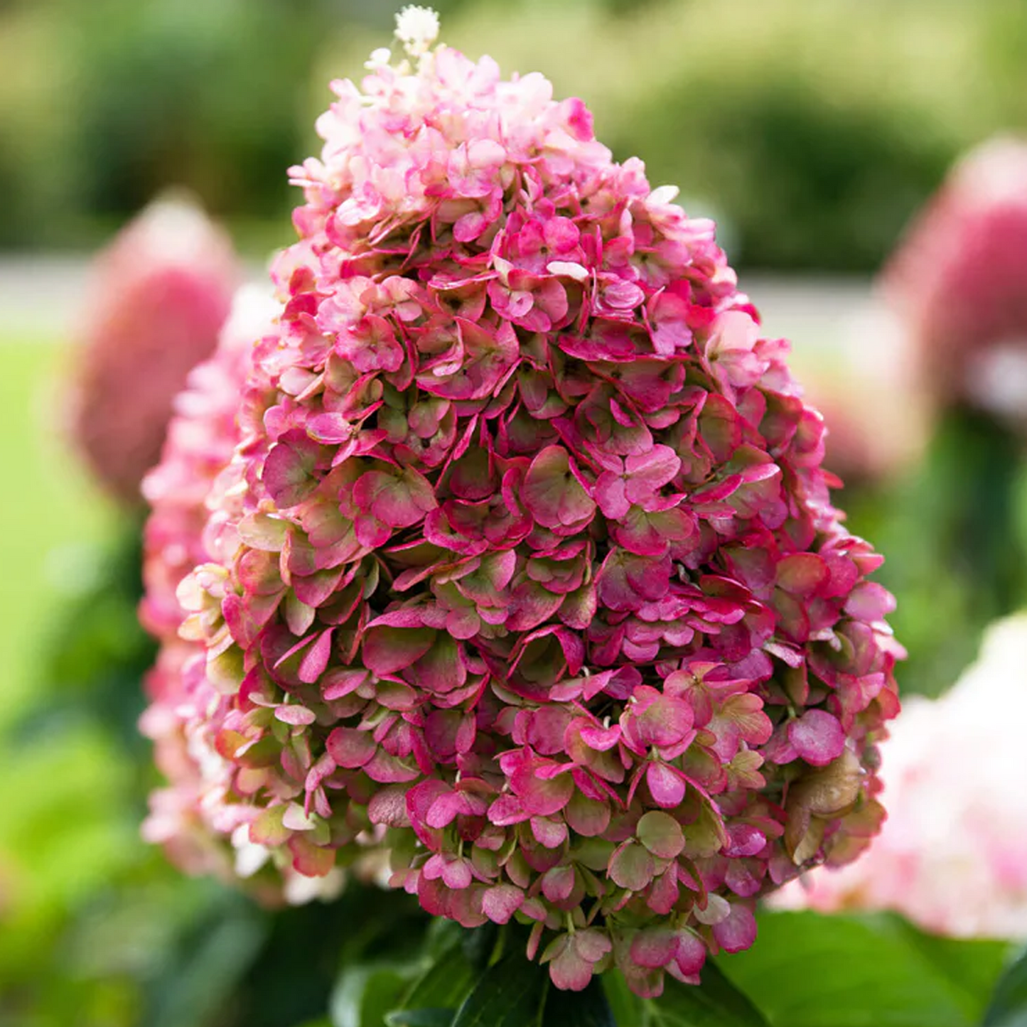 Hydrangea Pinky Promise