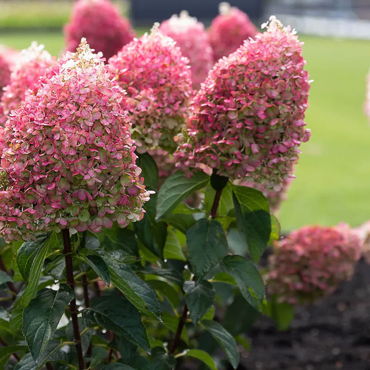 Hydrangea Pinky Promise