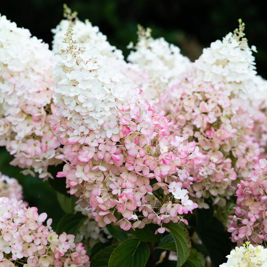 Hydrangea Strawberry Blossom