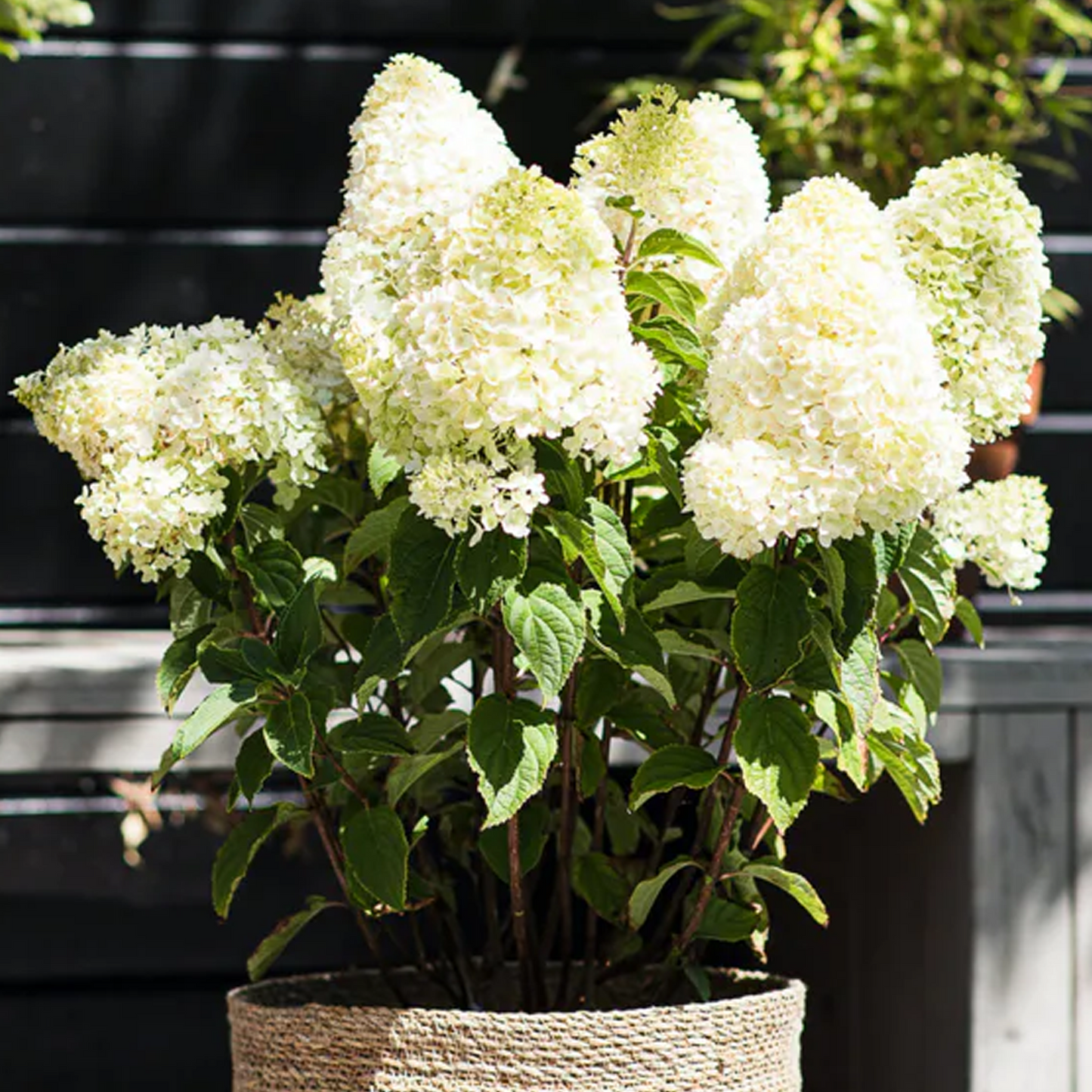 Hydrangea Sugar Rush