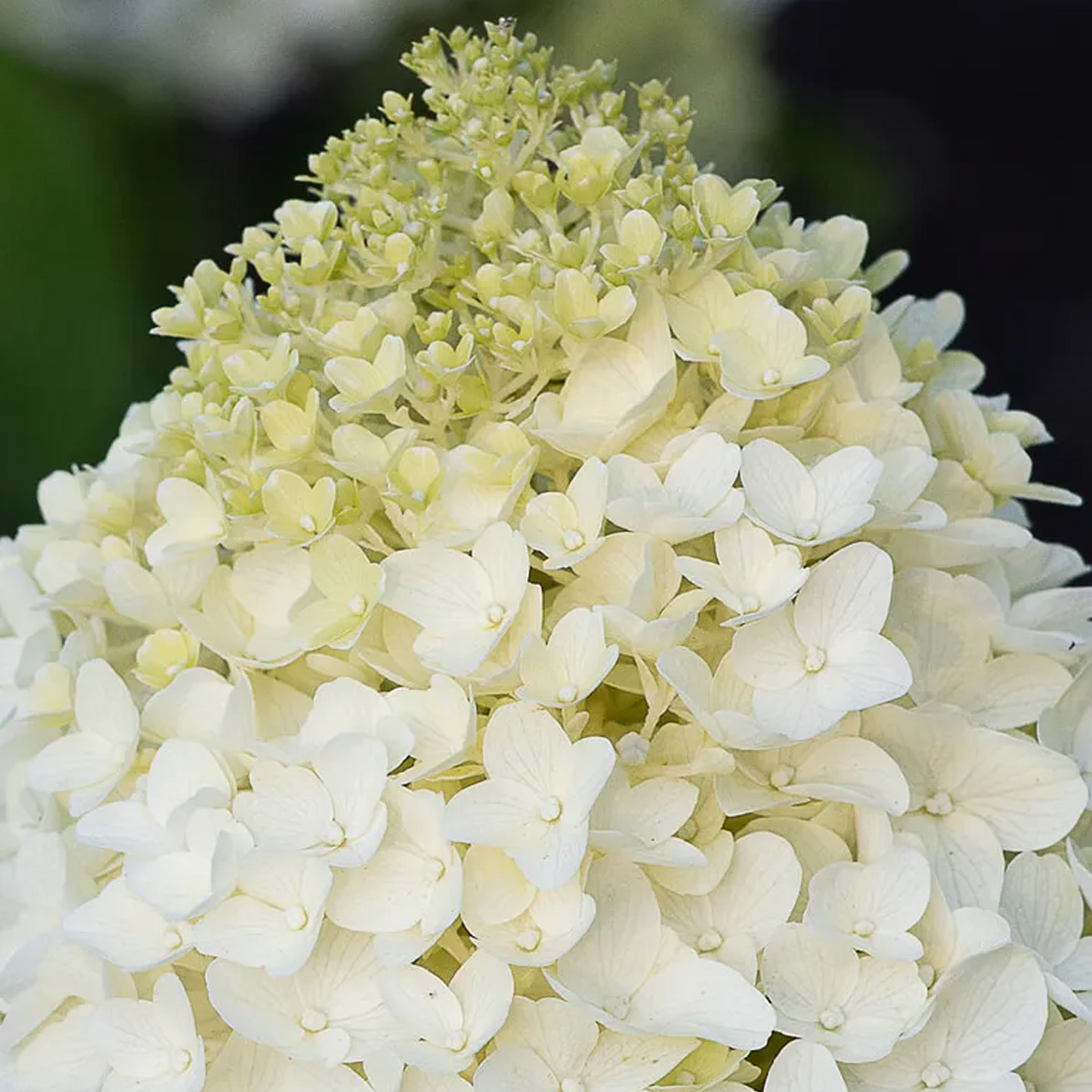 Hydrangea Sugar Rush