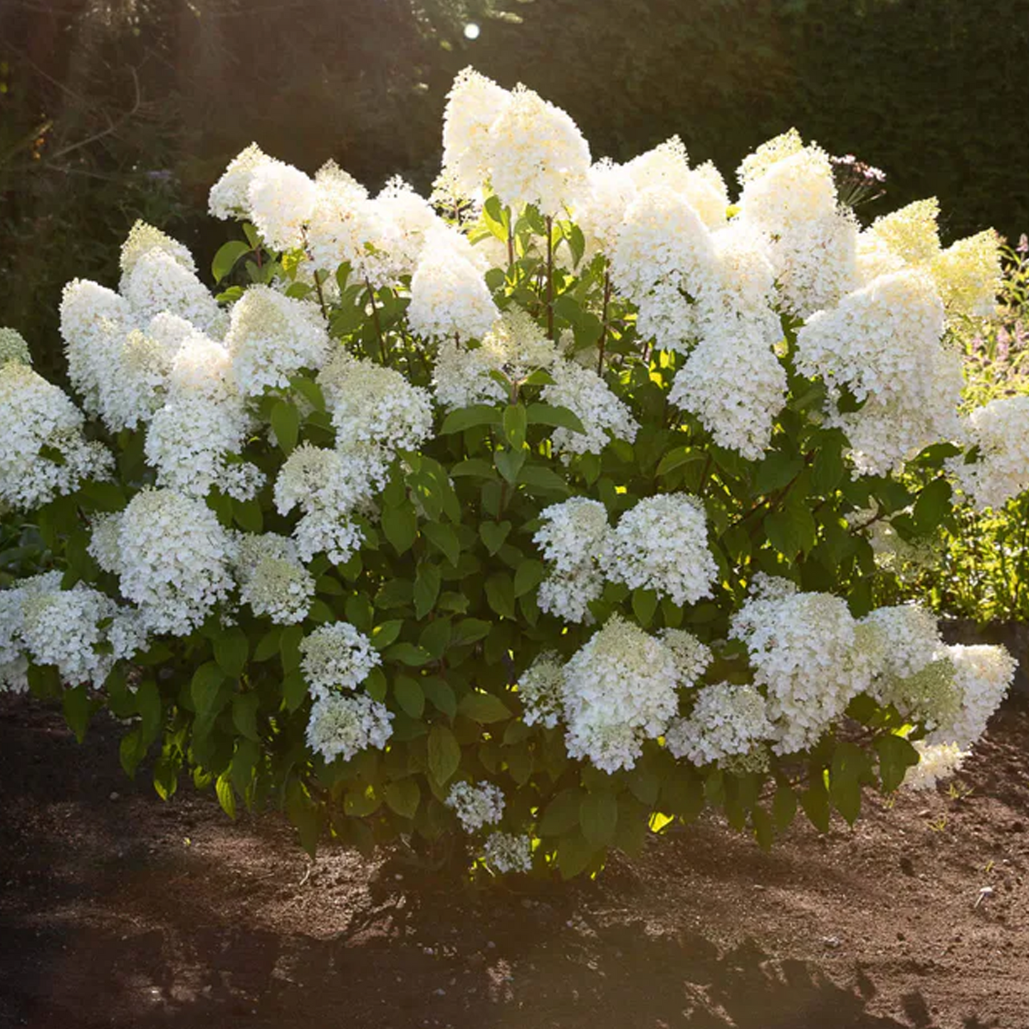 Hydrangea Sugar Rush