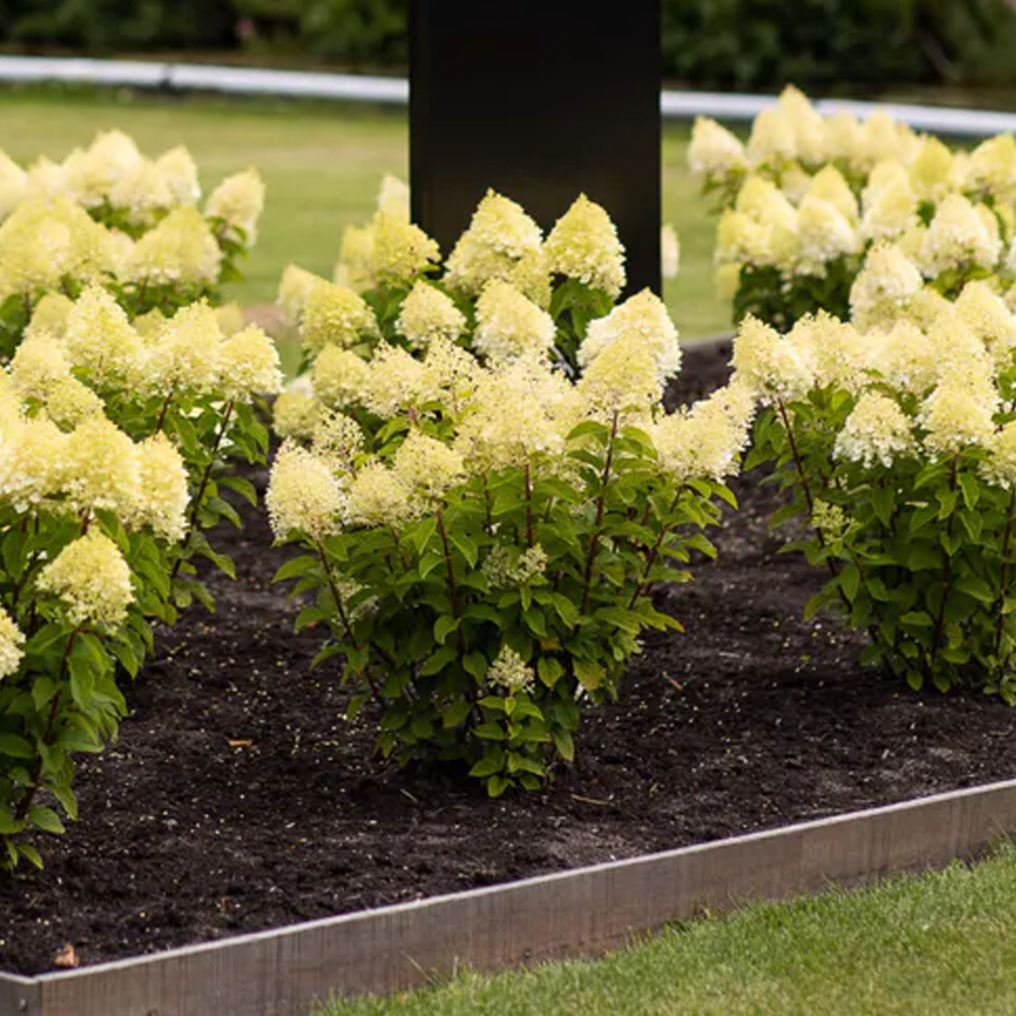 Hydrangea Sugar Rush