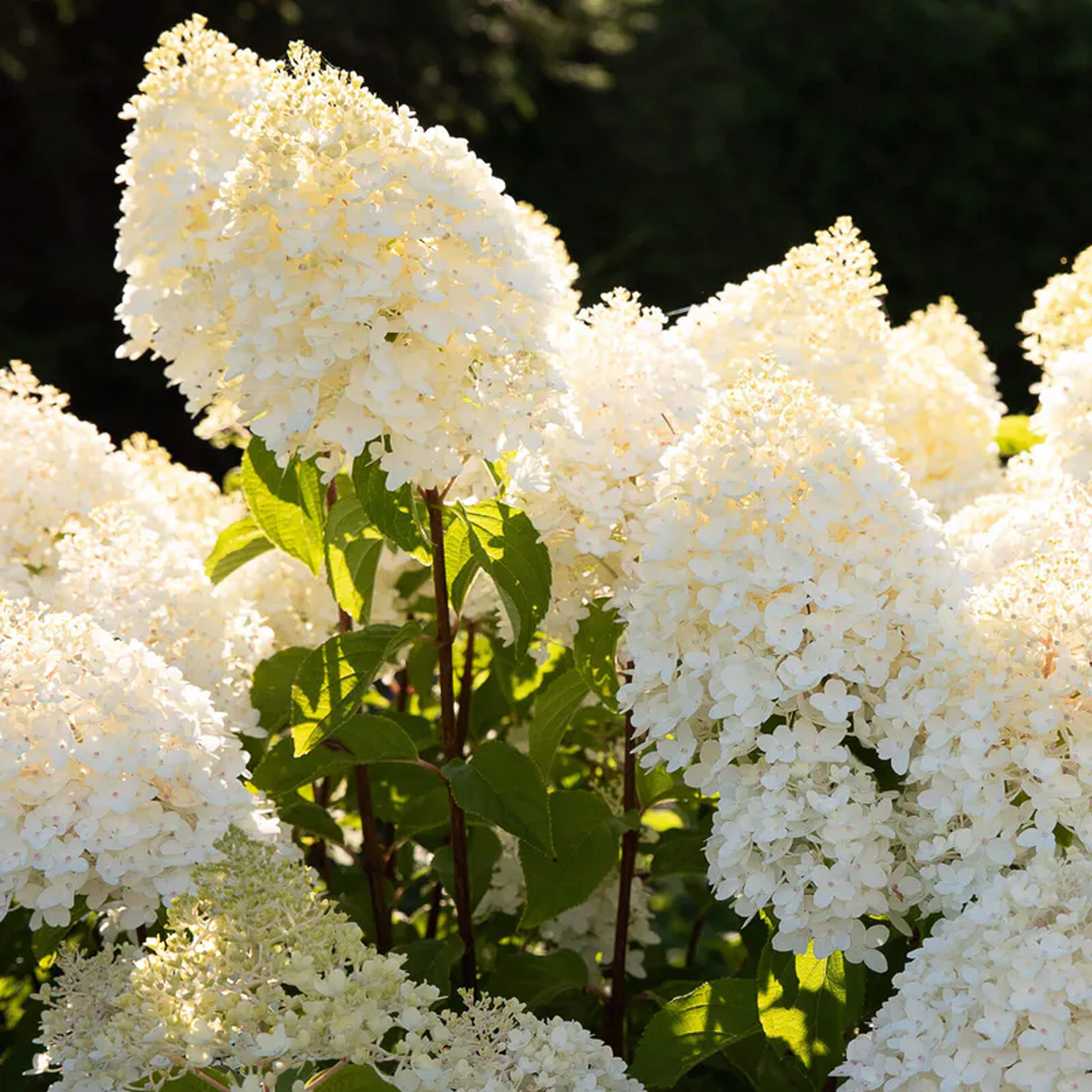 Hydrangea Sugar Rush