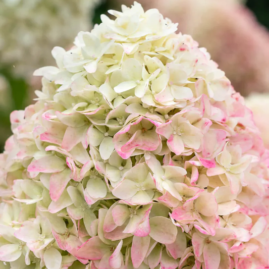 Hydrangea Summer Love