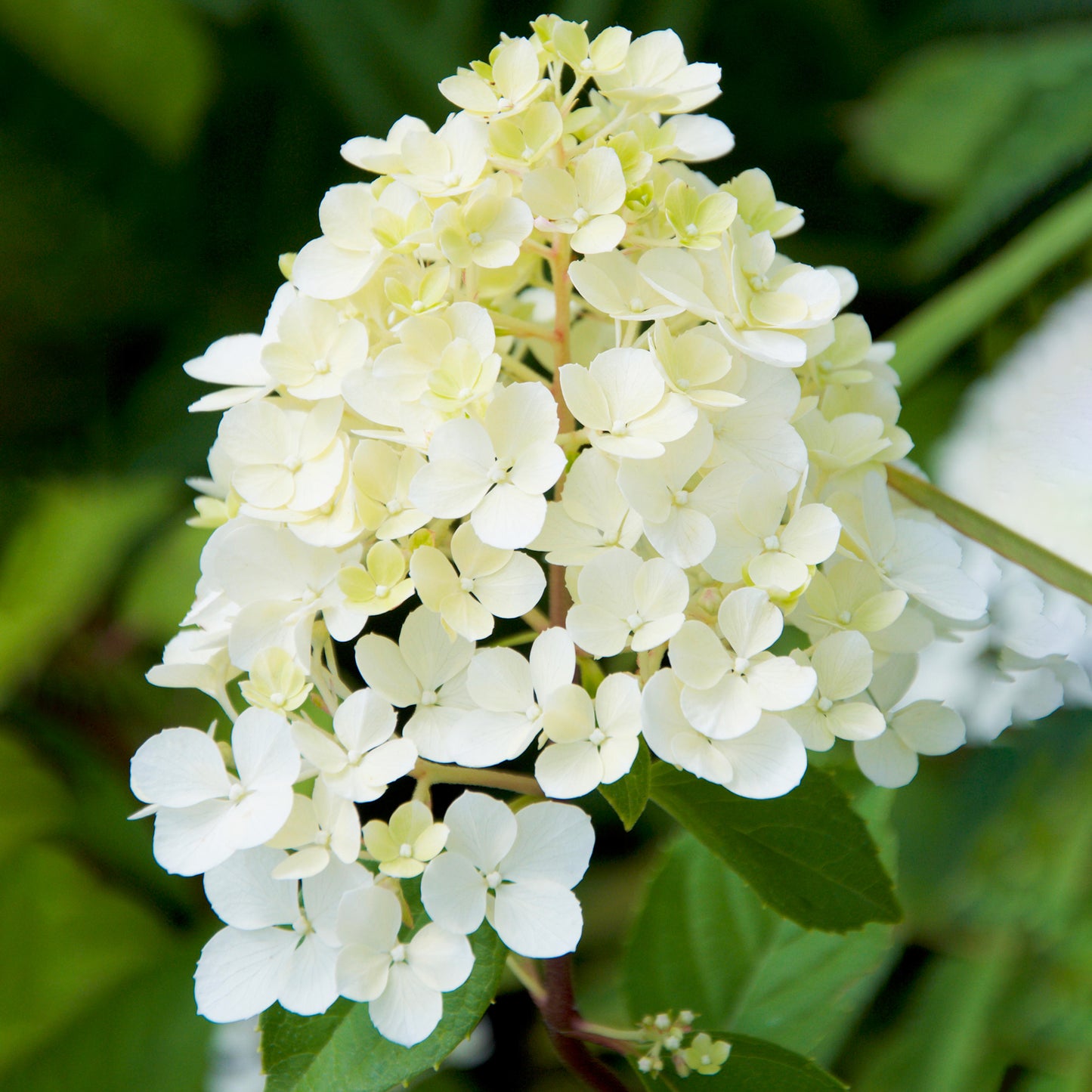 Hydrangea Phantom