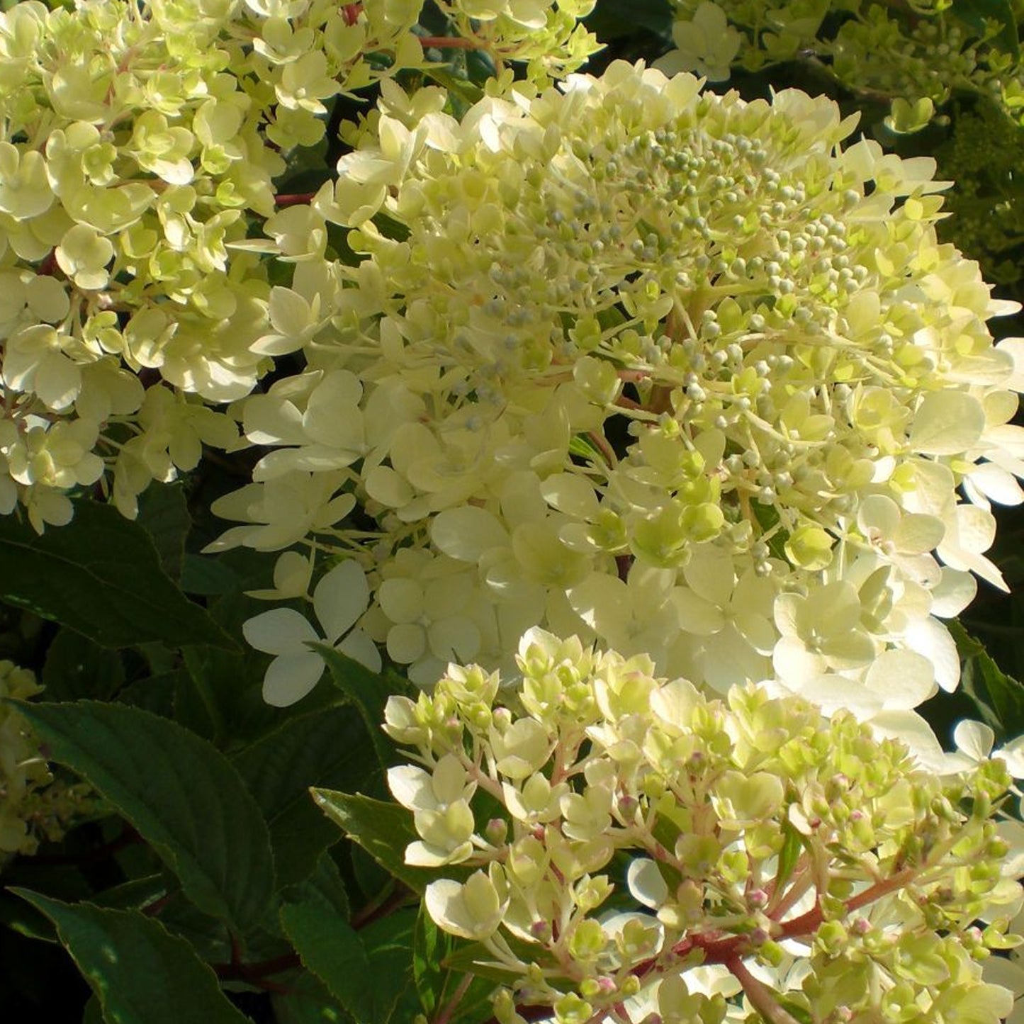 Hydrangea Phantom