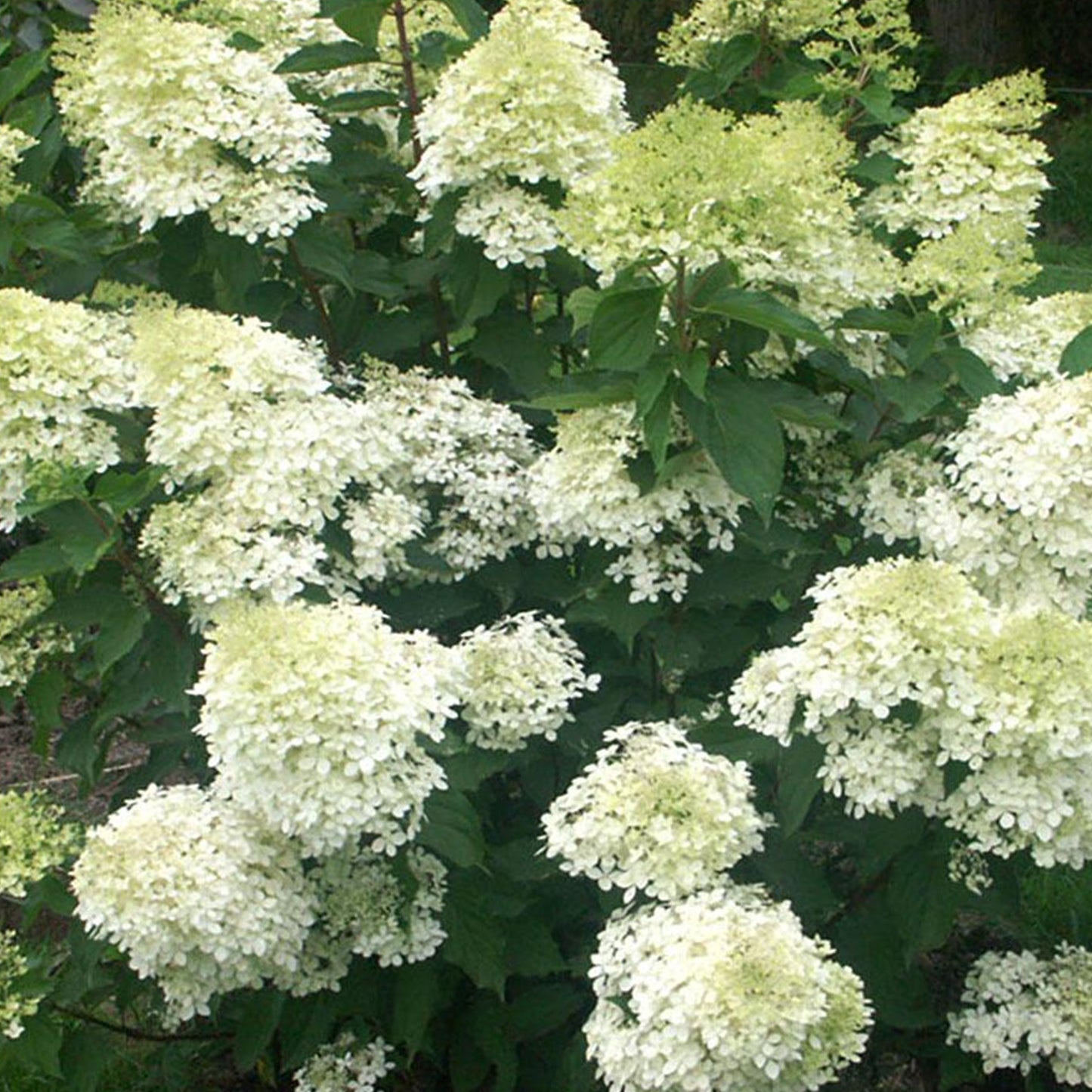 Hydrangea Phantom