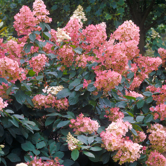 Hydrangea Pink Diamond