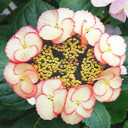 Hydrangea Sandra