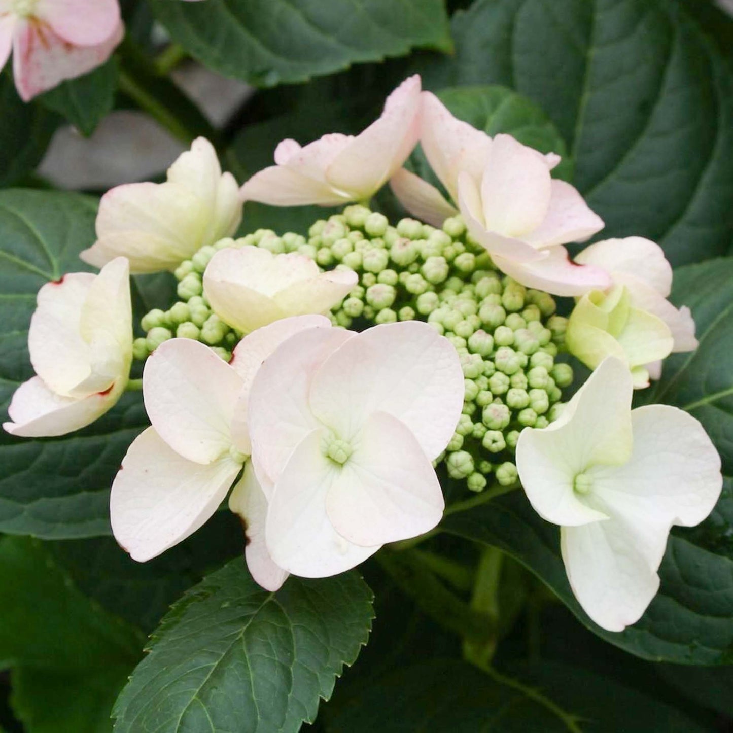 Hydrangea Sandra