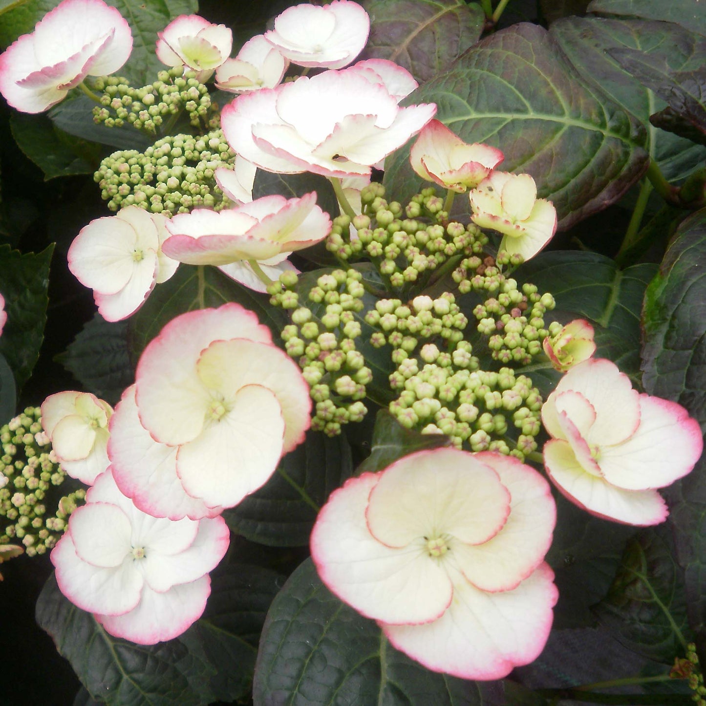 Hydrangea Sandra