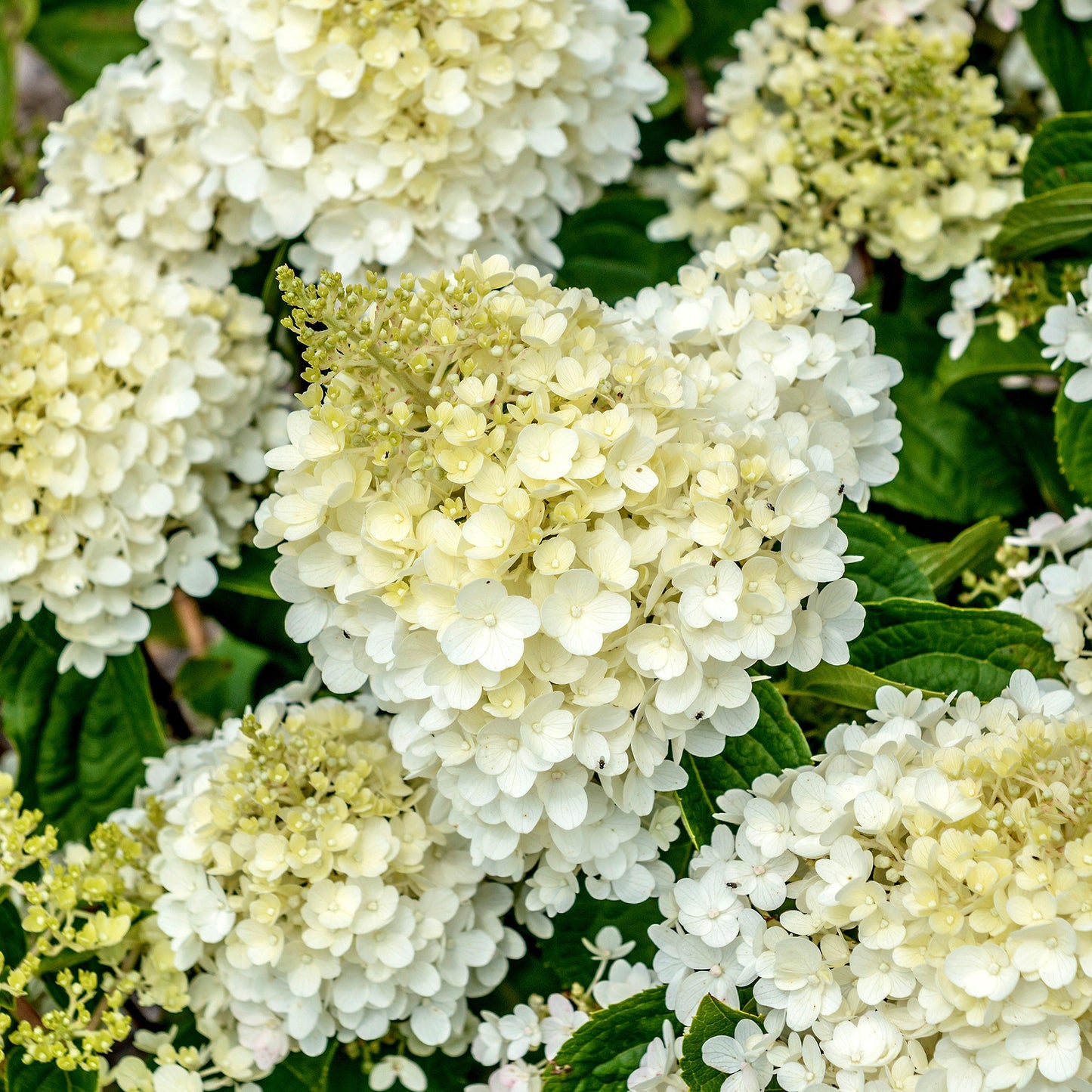 Hydrangea Silver Dollar