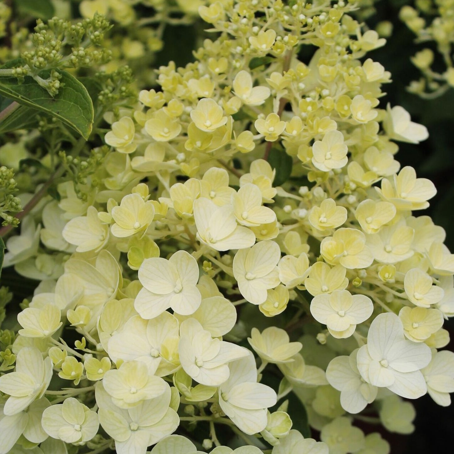 Hydrangea Silver Dollar