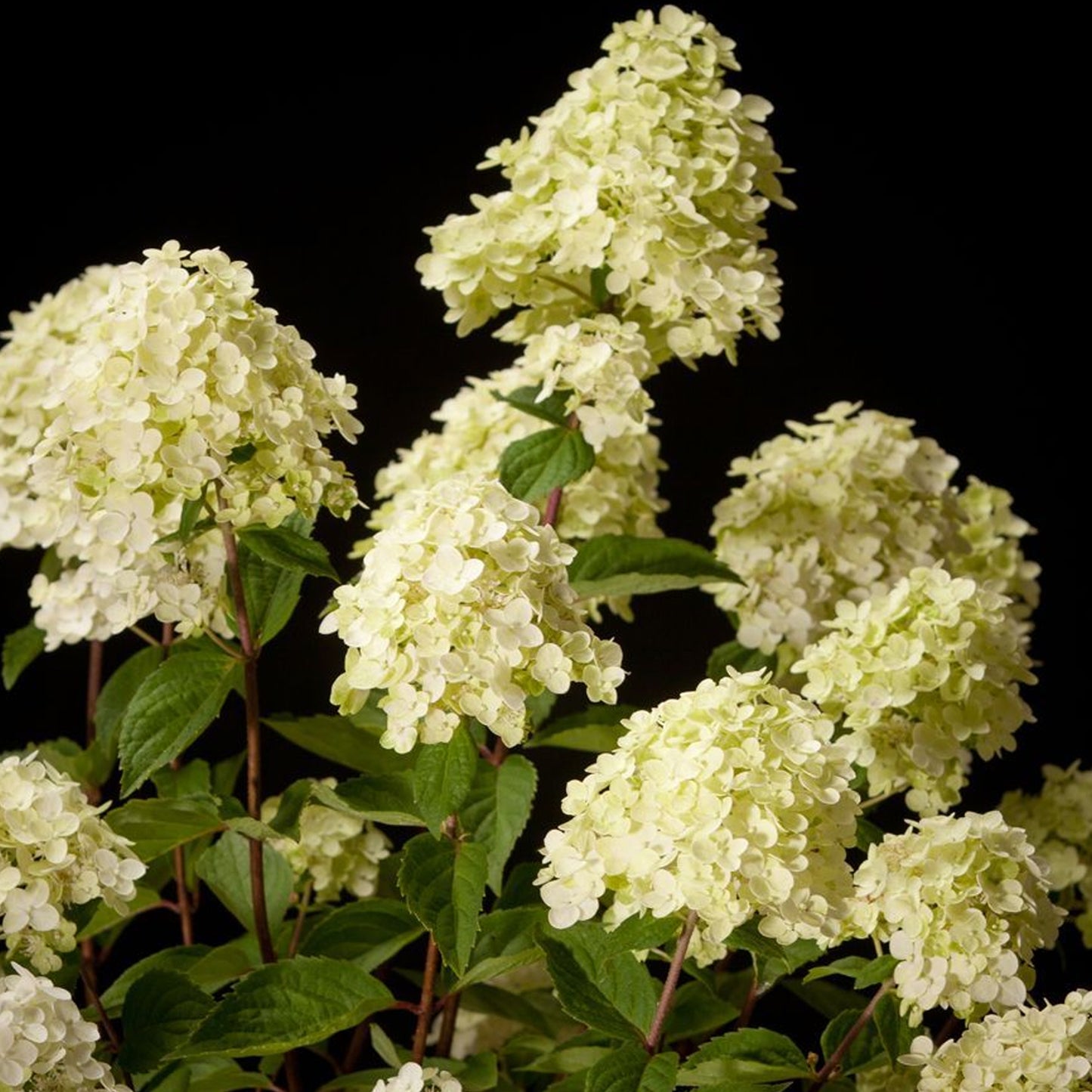 Hydrangea Silver Dollar