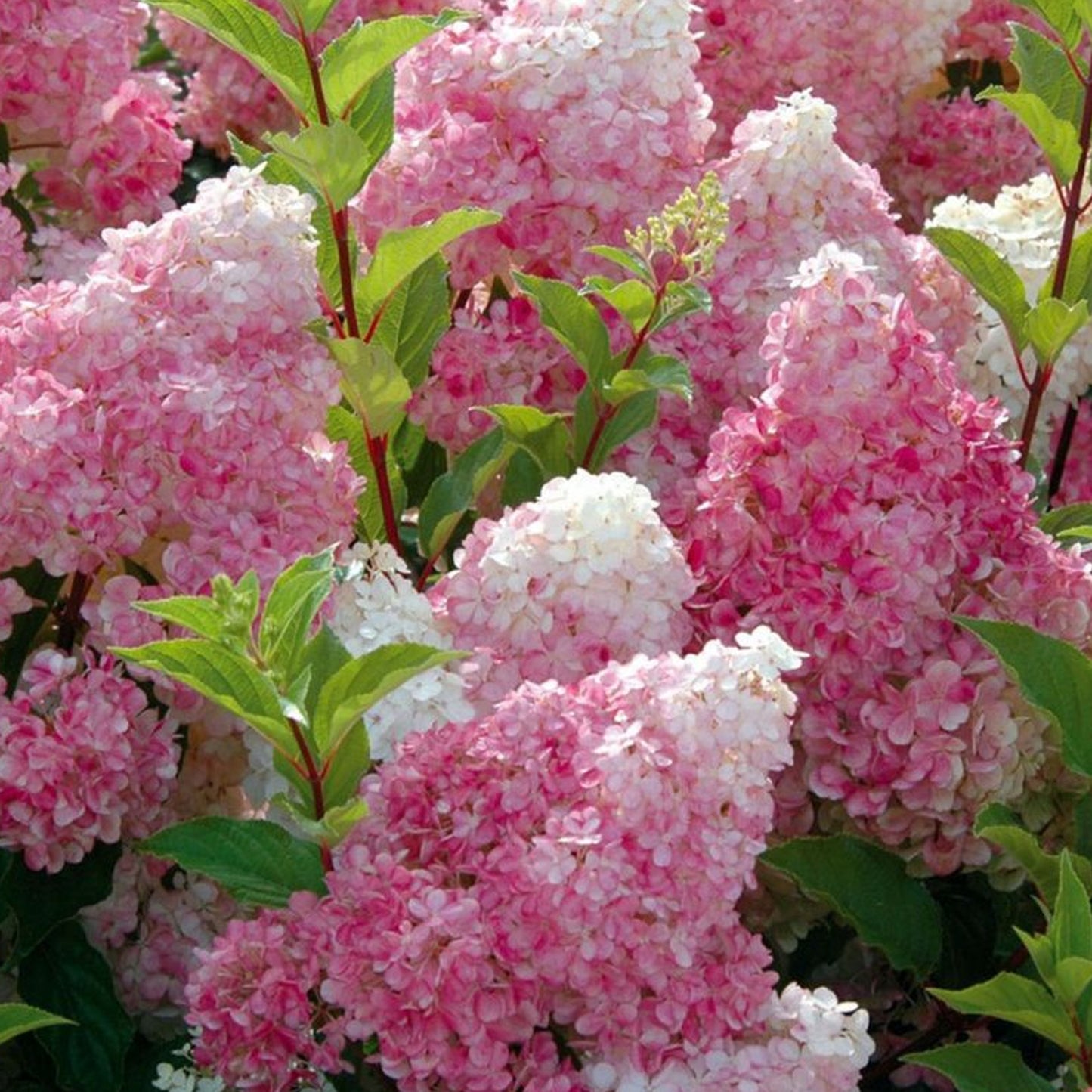 3 litre pot (30-50cm)